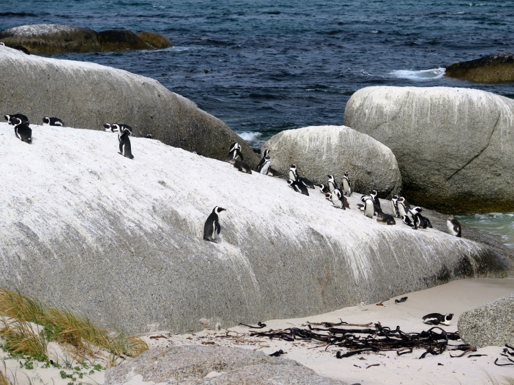 Penguins at Boulders Beach!